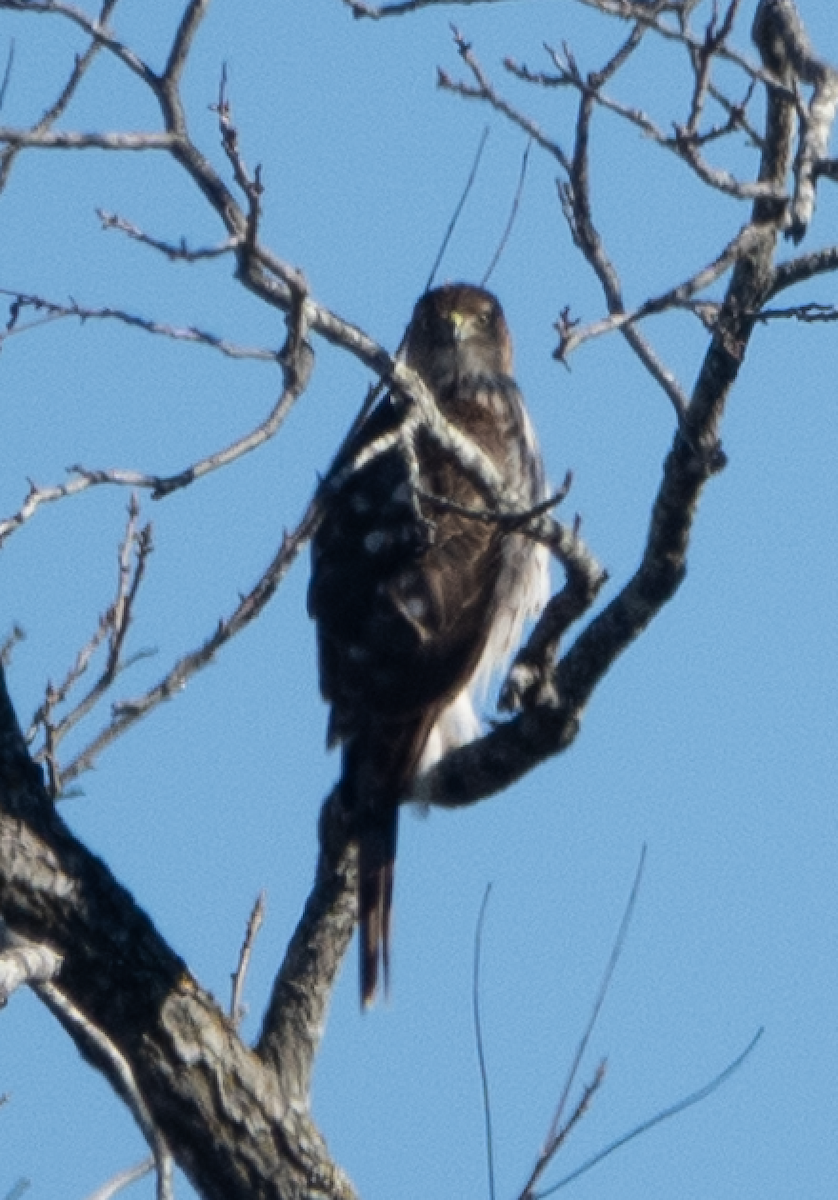 Cooper's Hawk - ML612359848