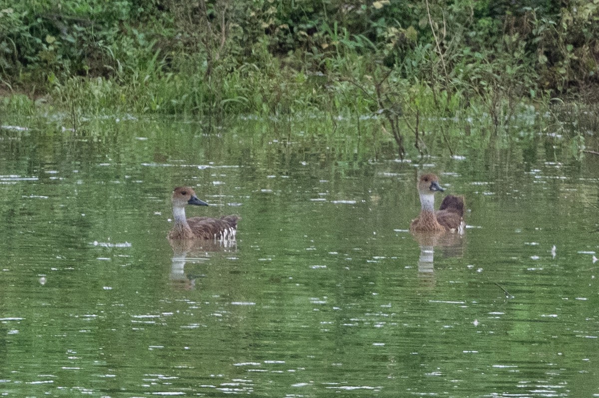 West Indian Whistling-Duck - ML612359872