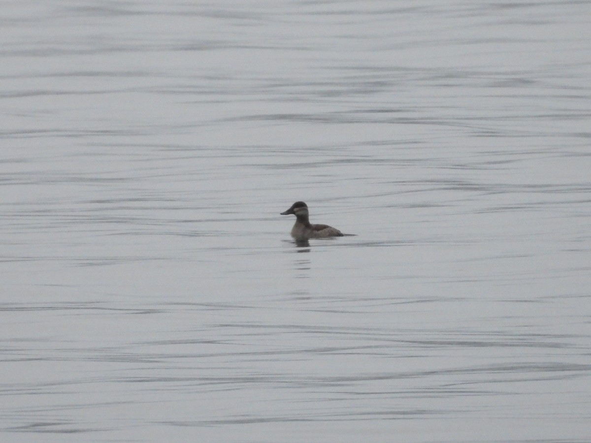 Ruddy Duck - ML612359881