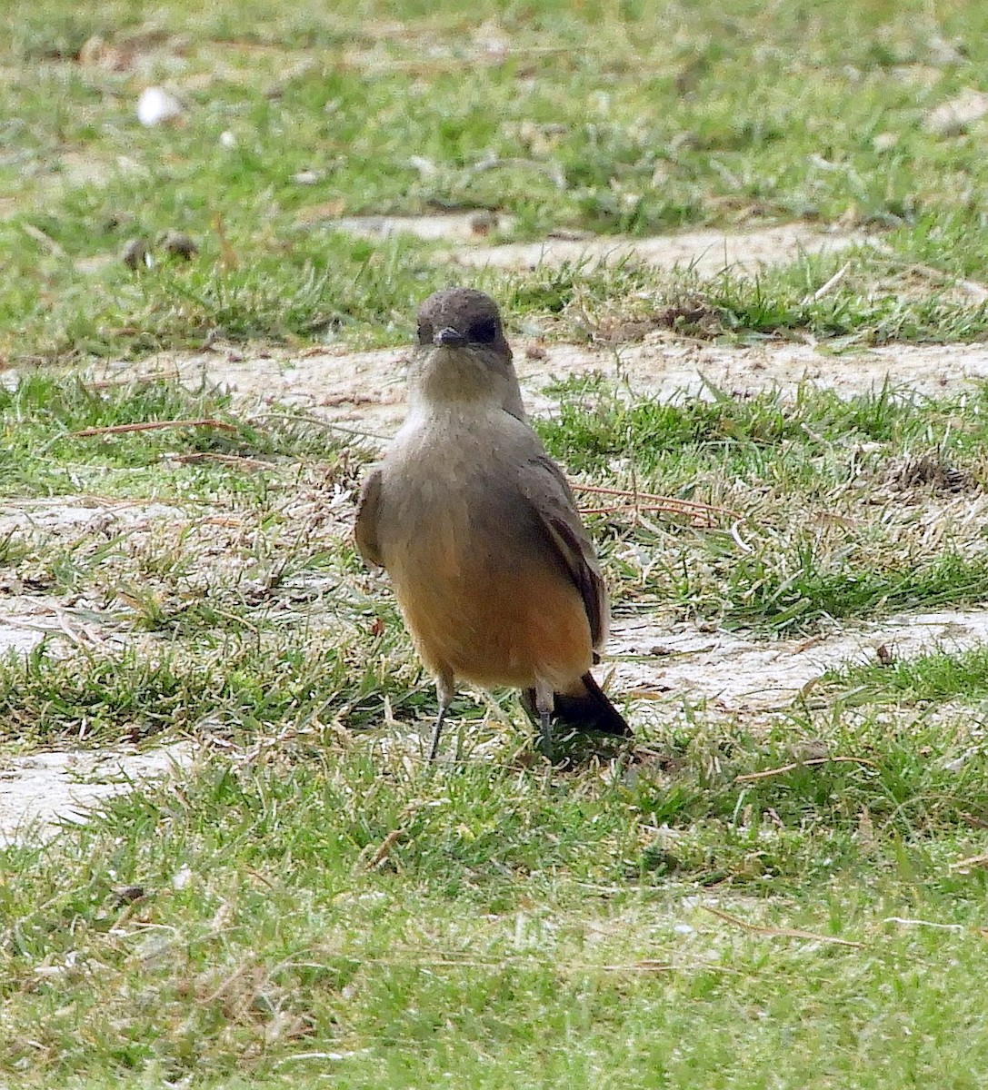 Say's Phoebe - ML612359885