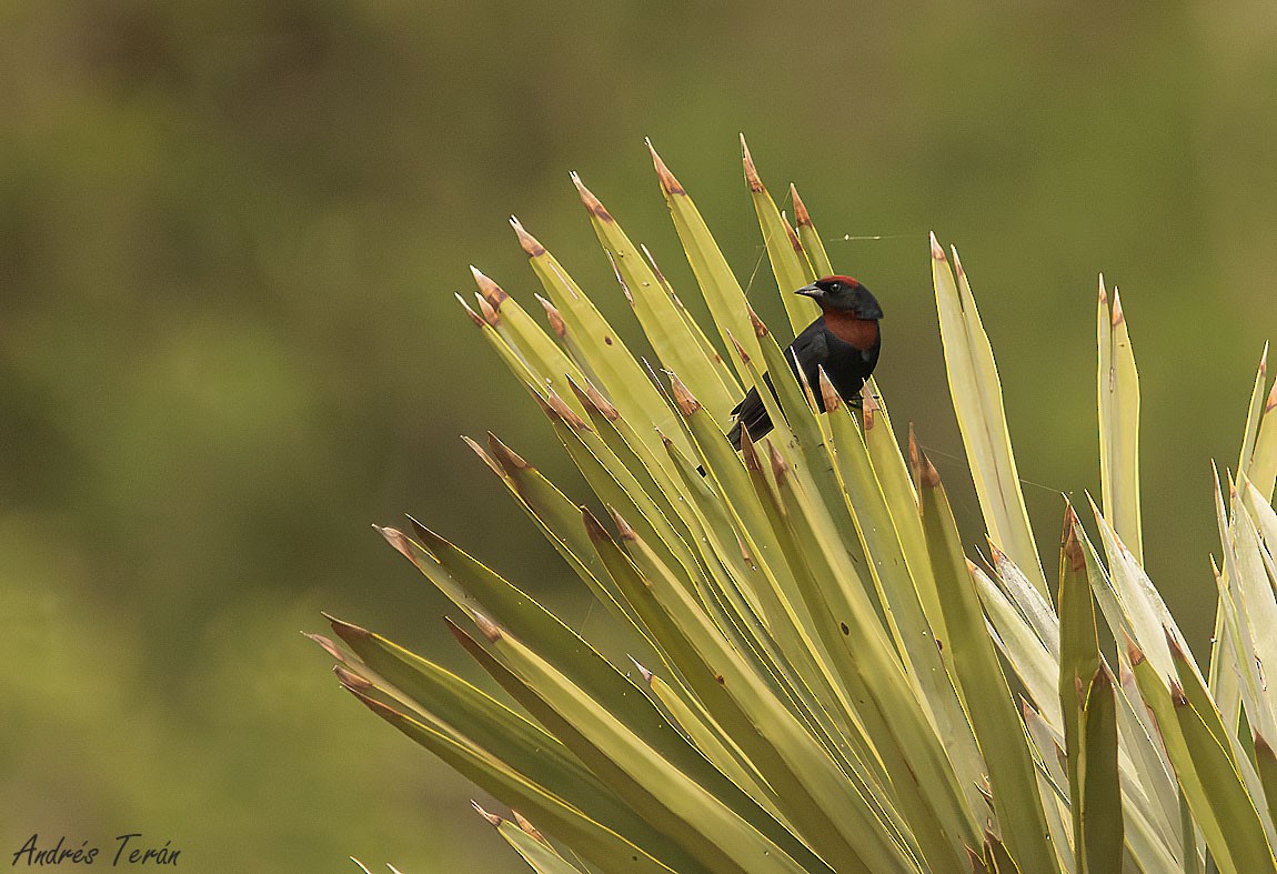 Chestnut-capped Blackbird - ML612359891