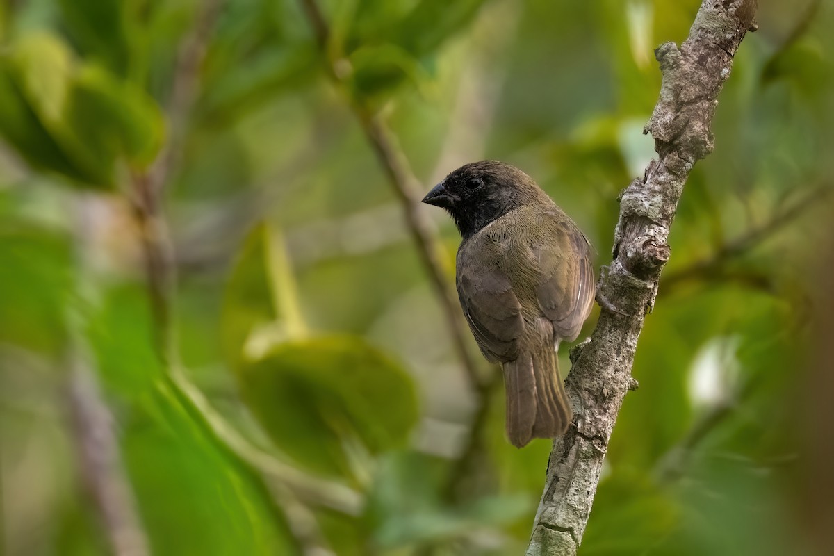 Black-faced Grassquit - ML612360008