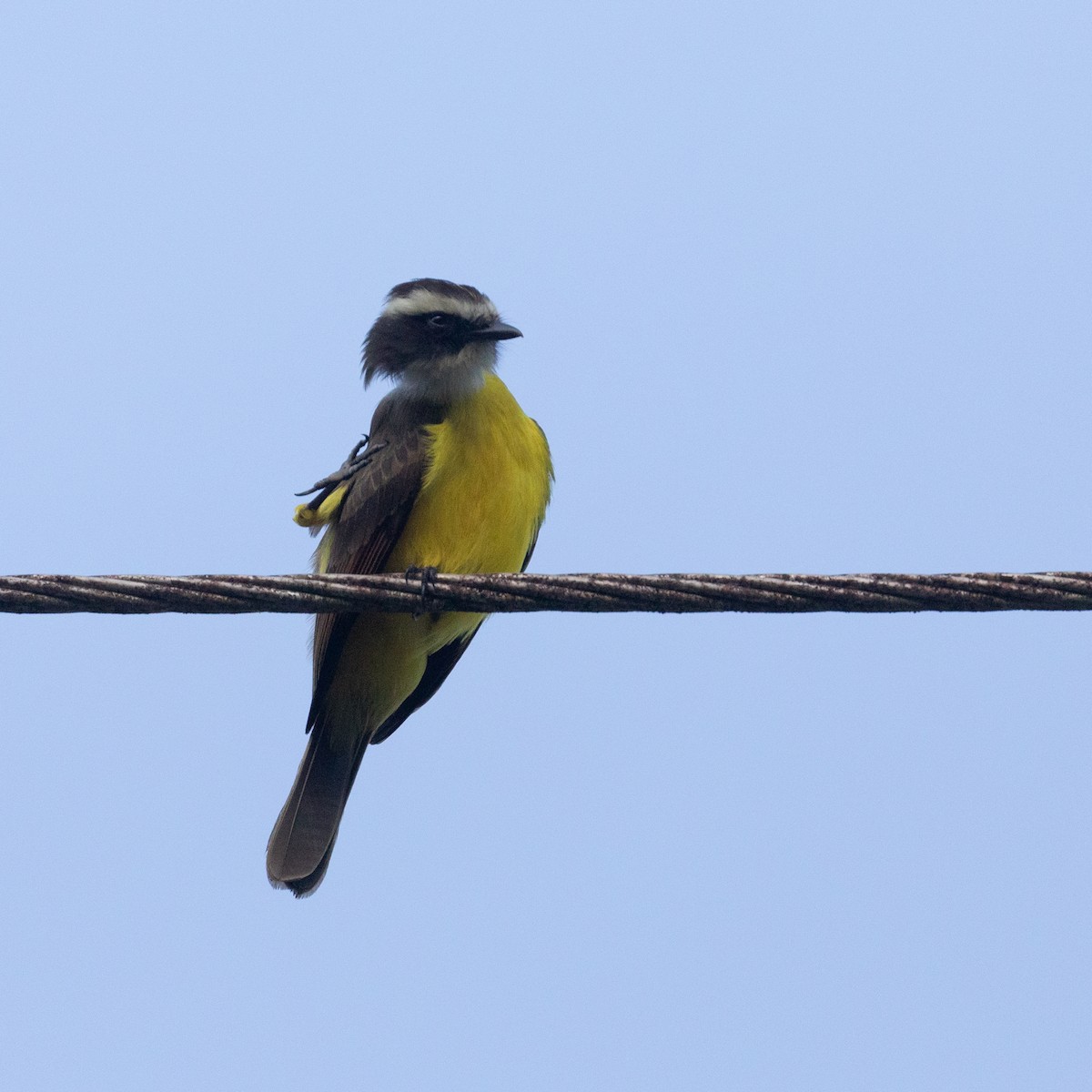 Rusty-margined/Social Flycatcher - PATRICK BEN SOUSSAN