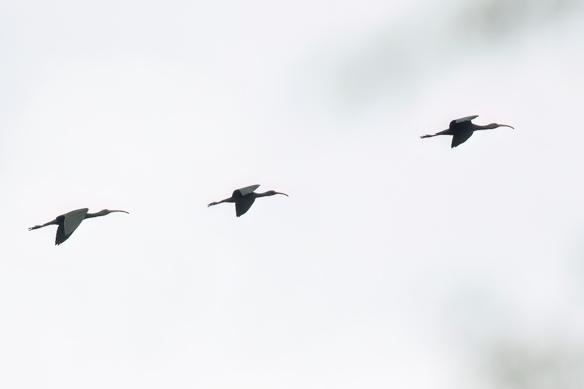 Glossy Ibis - ML612360087