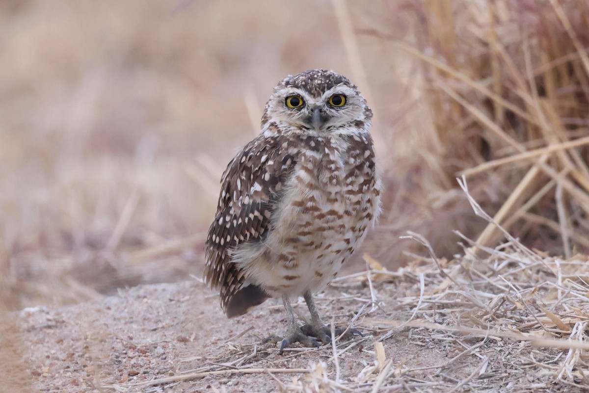 Burrowing Owl - Charles Davies