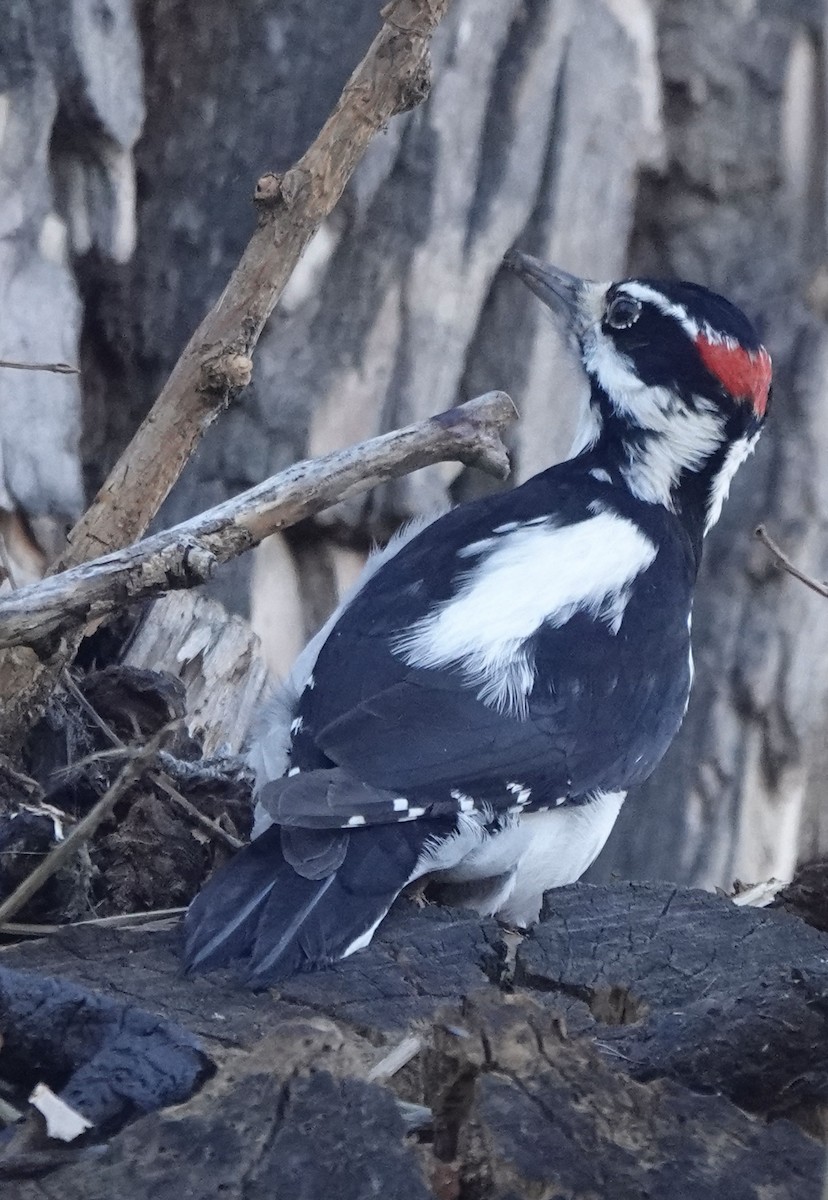 Hairy Woodpecker (Rocky Mts.) - ML612360179