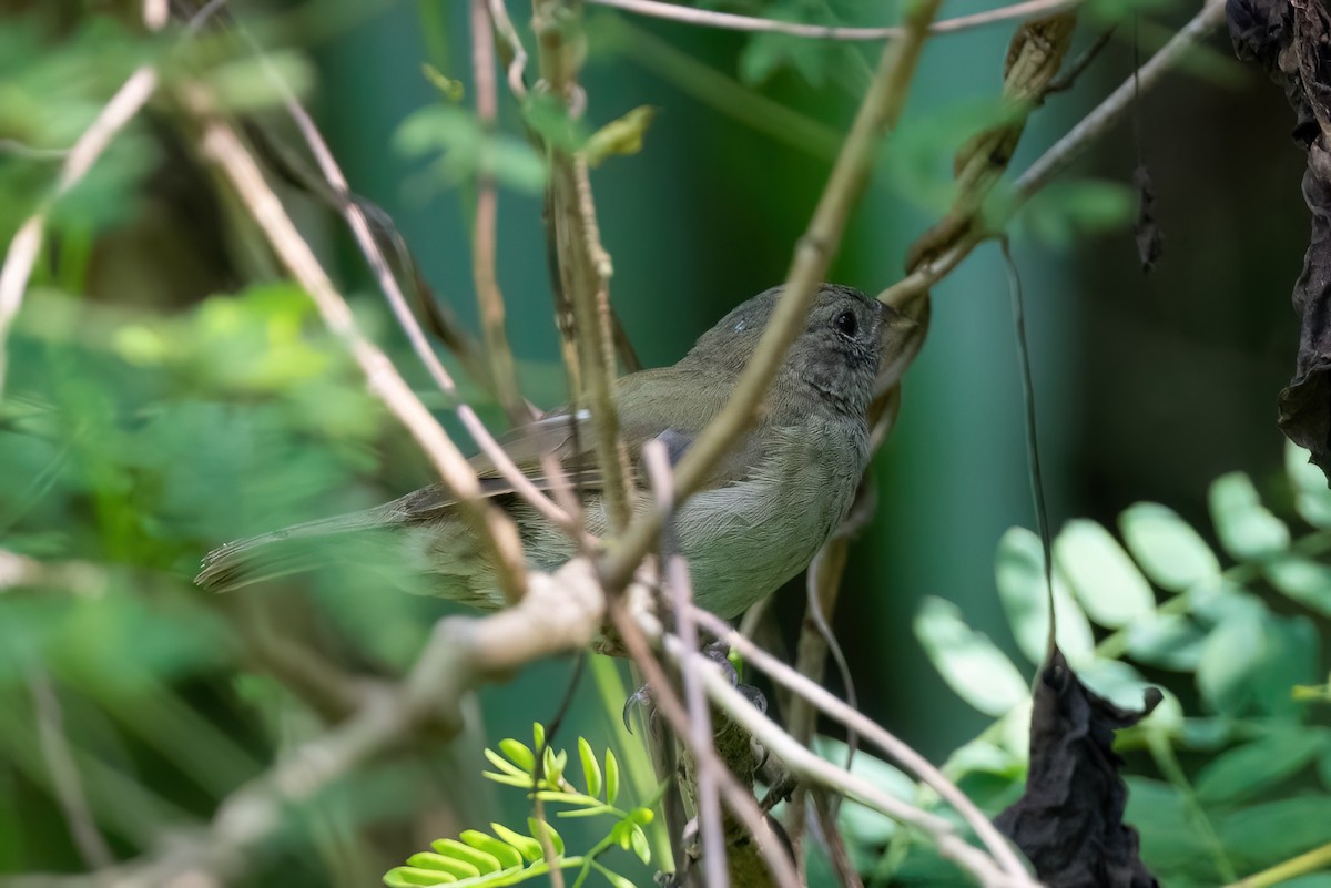 Black-faced Grassquit - ML612360201