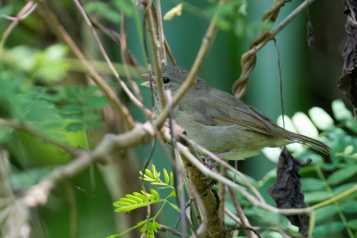 Black-faced Grassquit - ML612360202