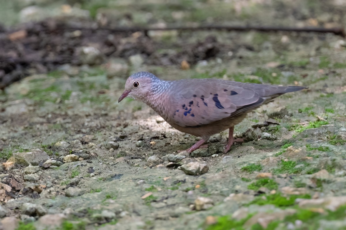 Common Ground Dove - ML612360218