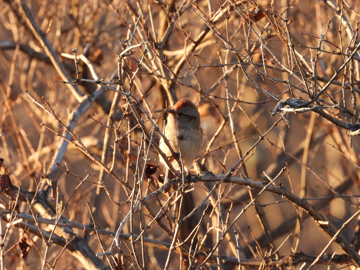 American Tree Sparrow - Jim Lind