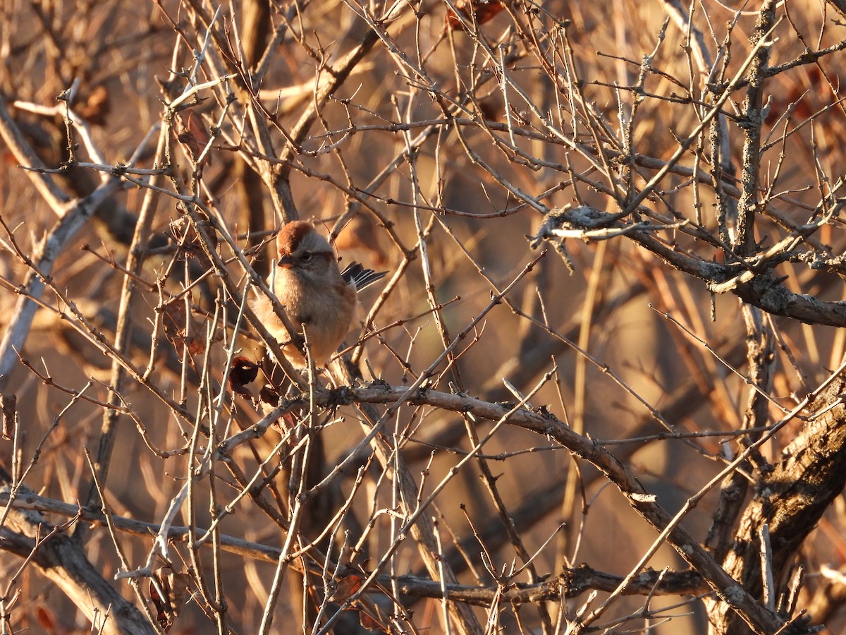 American Tree Sparrow - Jim Lind