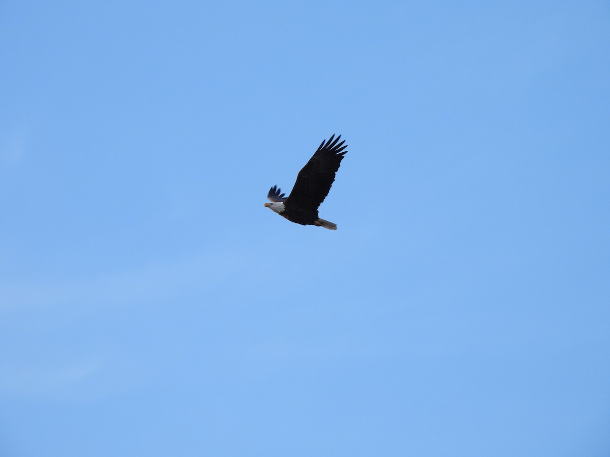 Bald Eagle - ML612360342