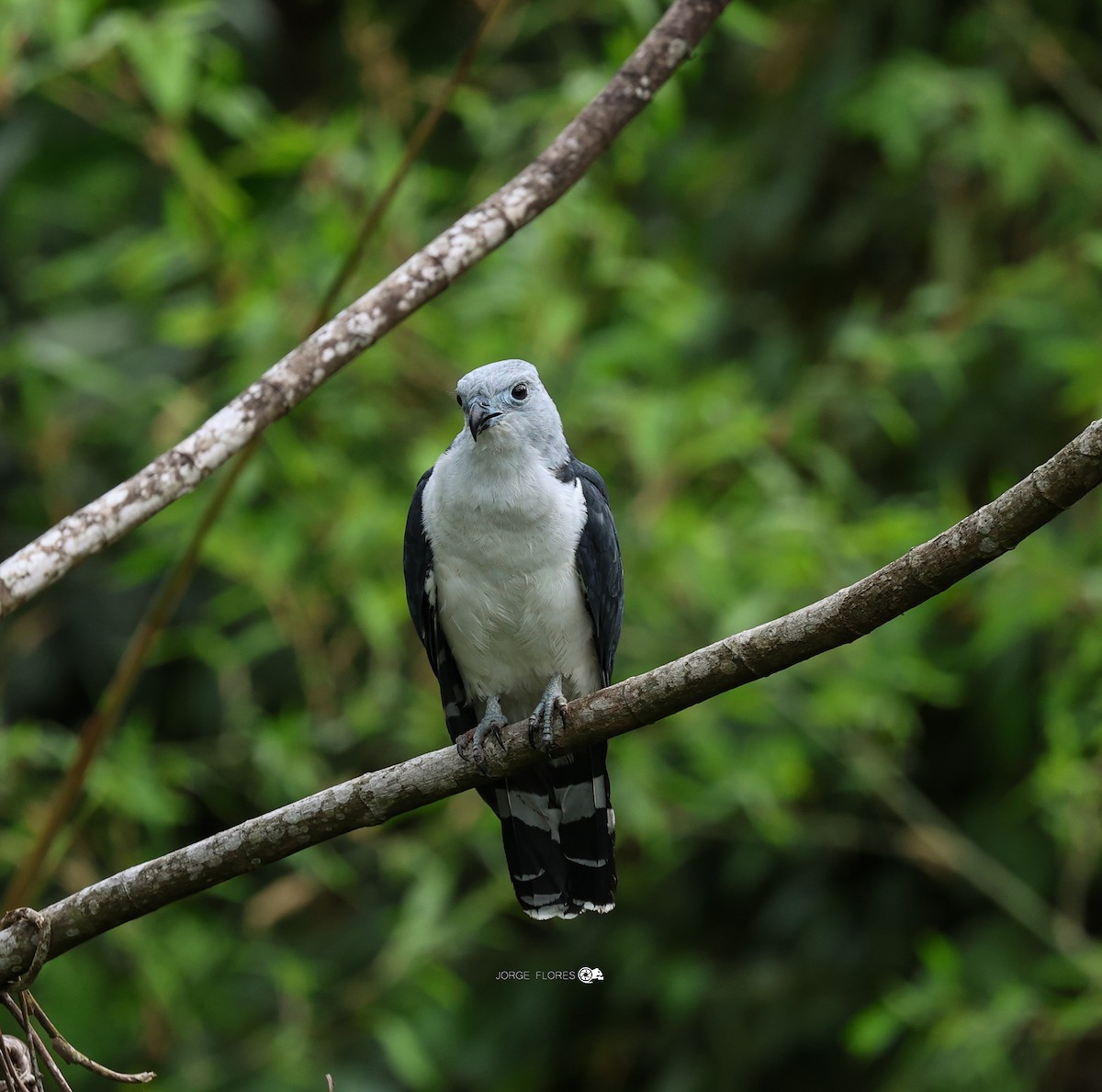 Gray-headed Kite - ML612360354