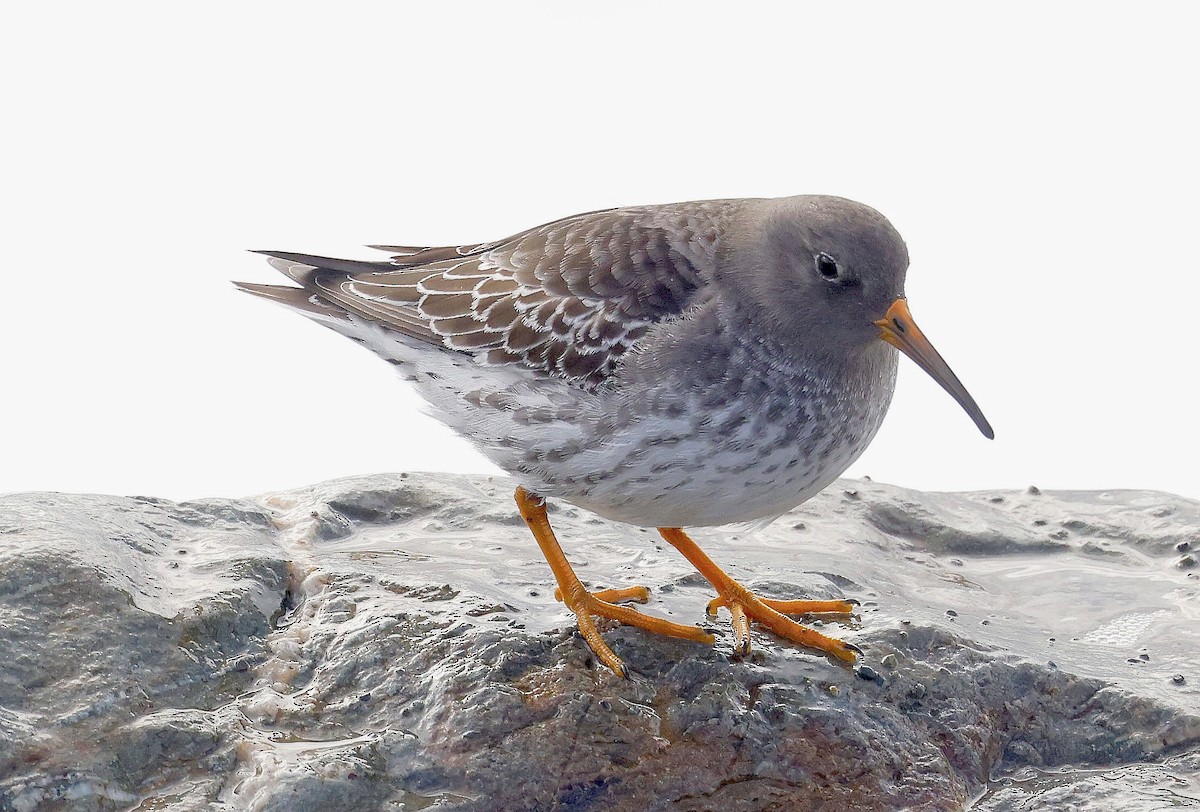 Purple Sandpiper - ML612360358