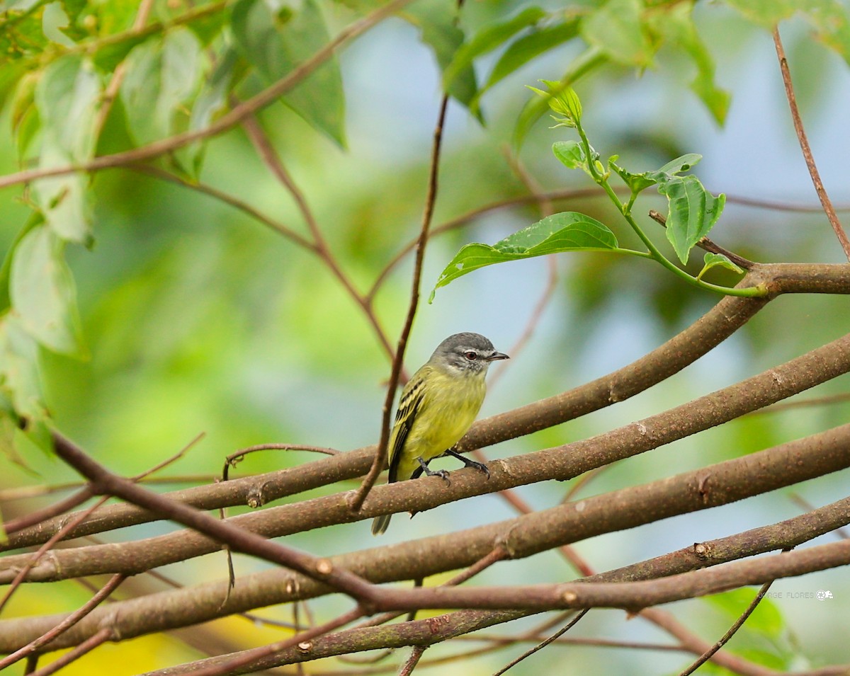 White-fronted Tyrannulet - ML612360367