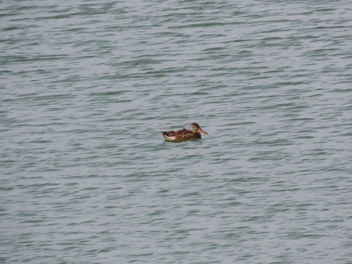 Northern Shoveler - ML612360379