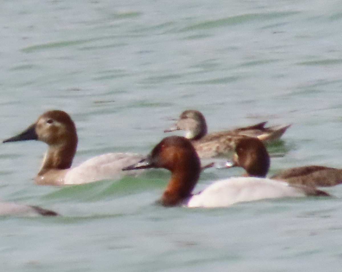 American Wigeon - ML612360385