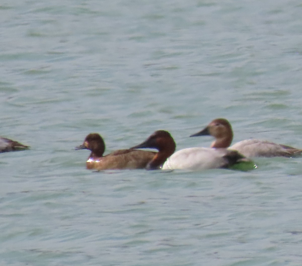 Lesser Scaup - ML612360401