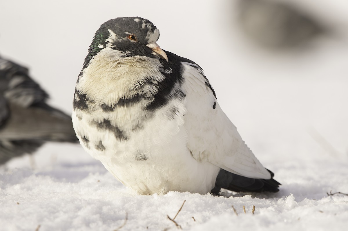 Rock Pigeon (Feral Pigeon) - ML612360408