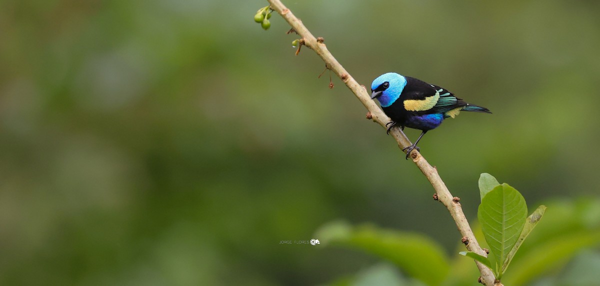 Blue-necked Tanager - ML612360478