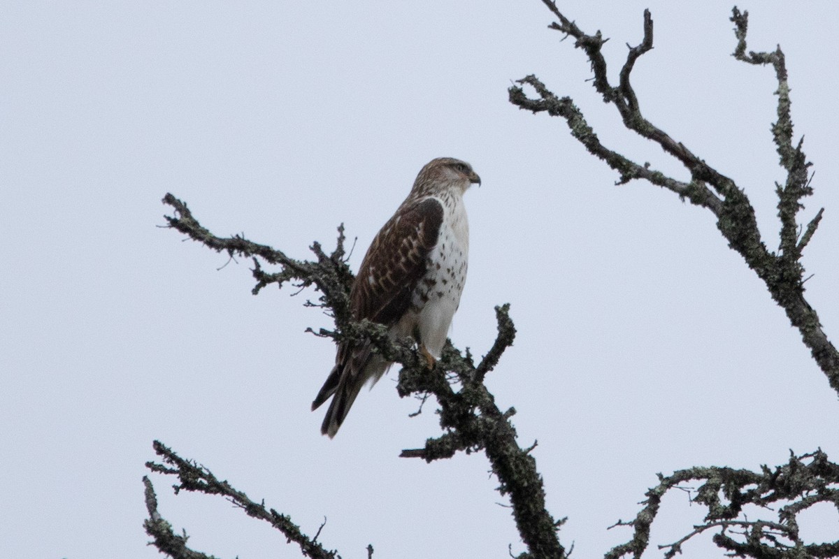 Ferruginous Hawk - ML612360486