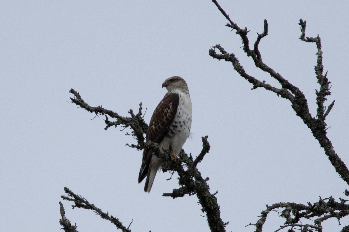 Ferruginous Hawk - ML612360489