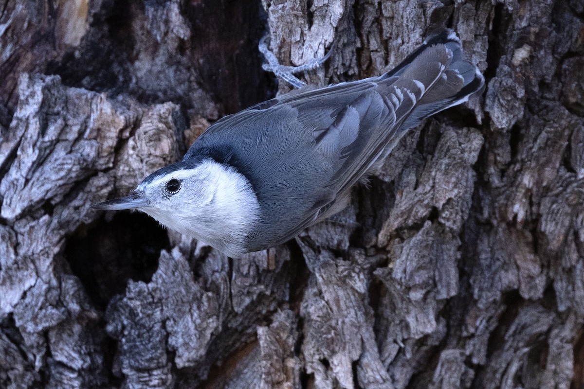 White-breasted Nuthatch - ML612360497
