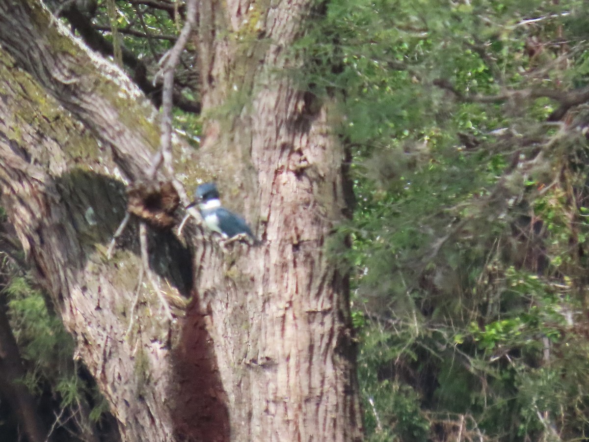 Belted Kingfisher - ML612360502