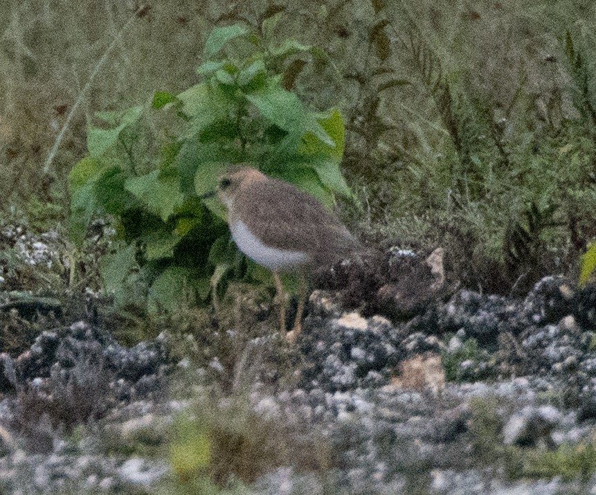 Oriental Plover - ML612360620