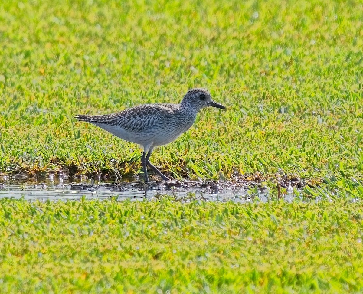 Black-bellied Plover - David Hall