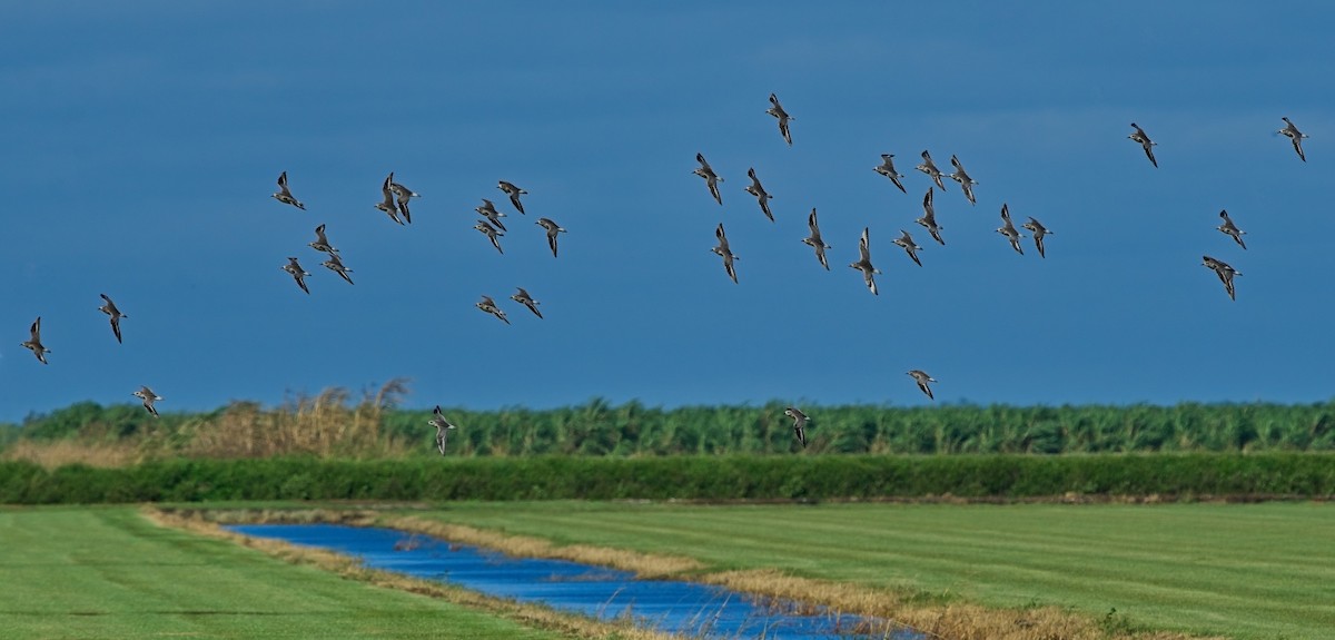 Black-bellied Plover - David Hall