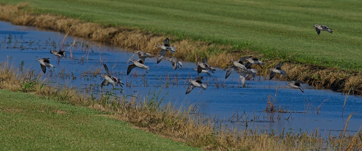 Black-bellied Plover - David Hall