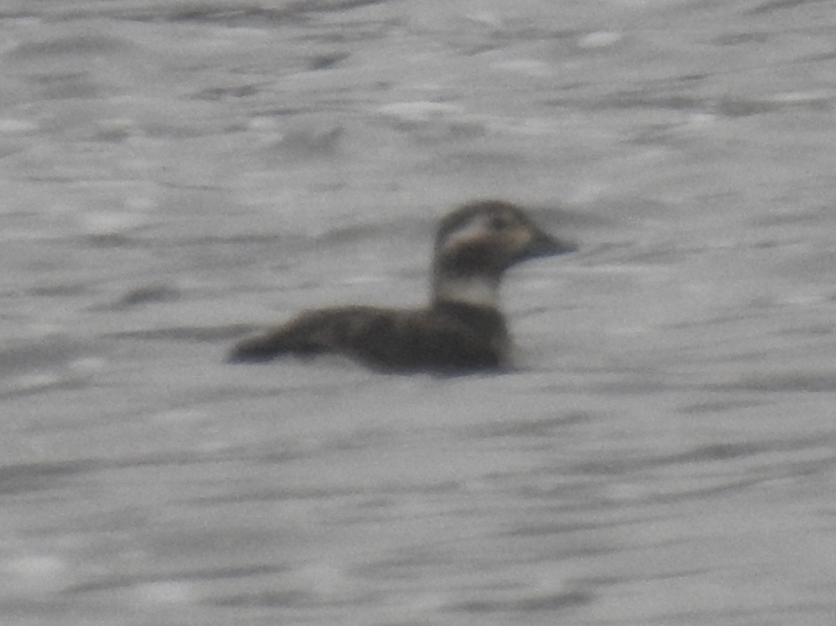 Long-tailed Duck - ML612360712