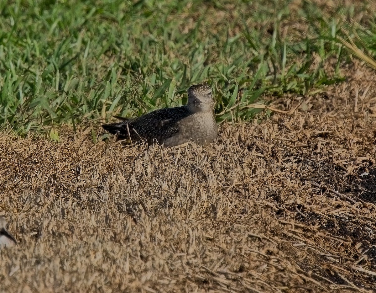 American Golden-Plover - ML612360751