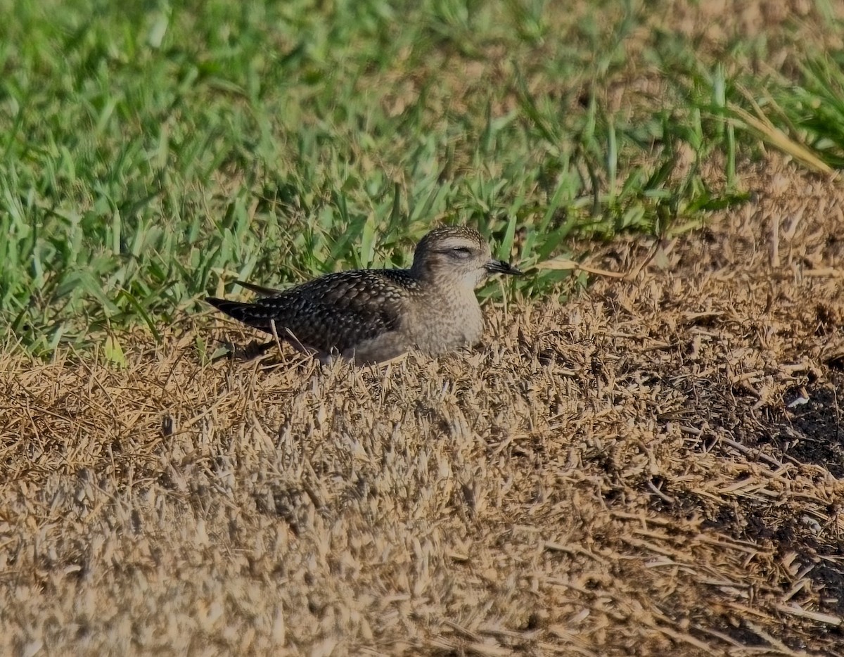 American Golden-Plover - ML612360755