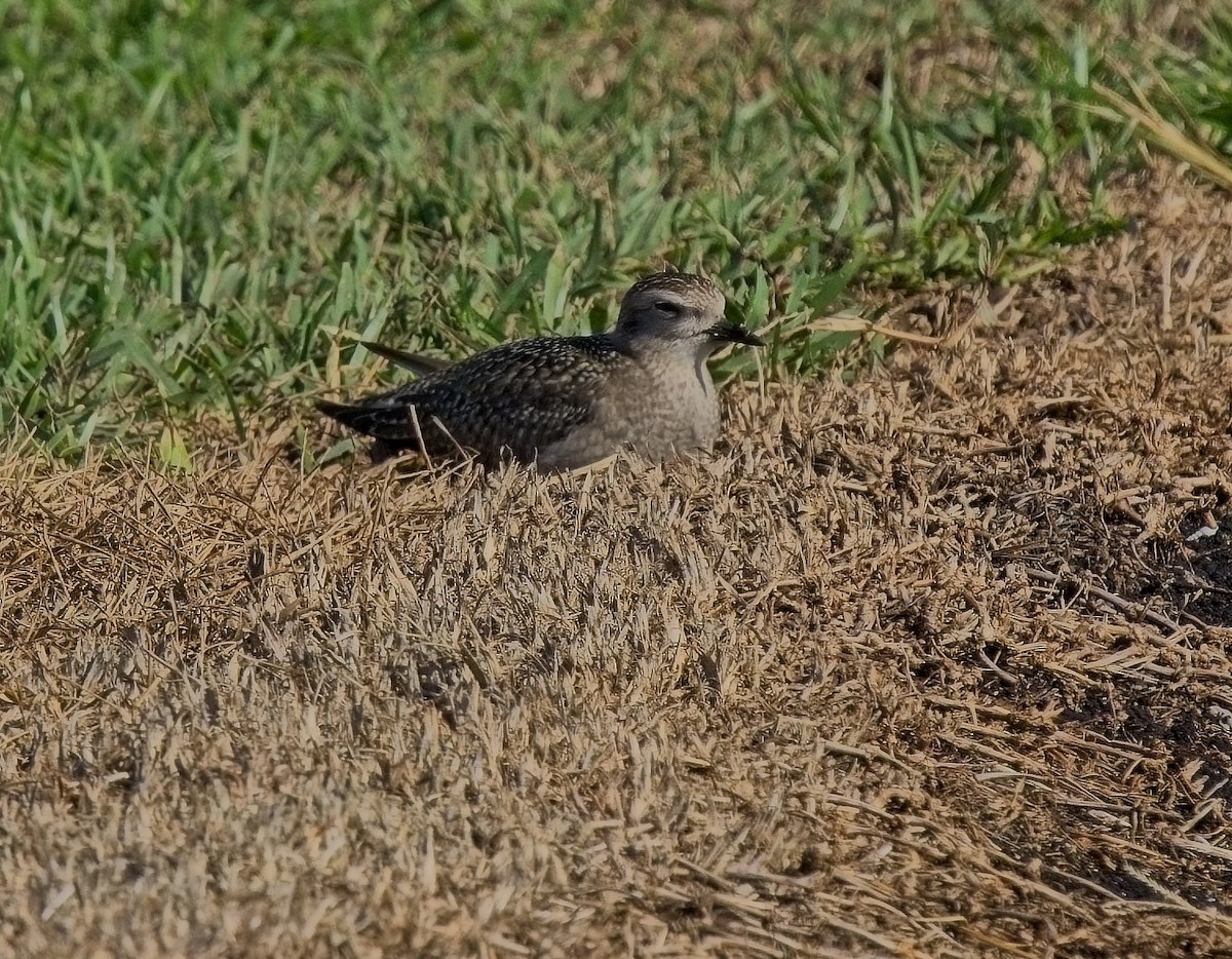 American Golden-Plover - ML612360756