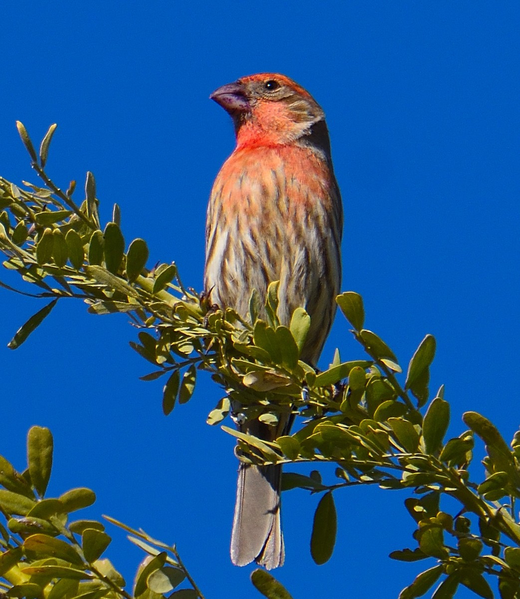 House Finch - ML612360906