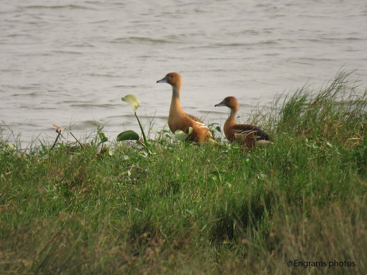 Fulvous Whistling-Duck - ML612360911