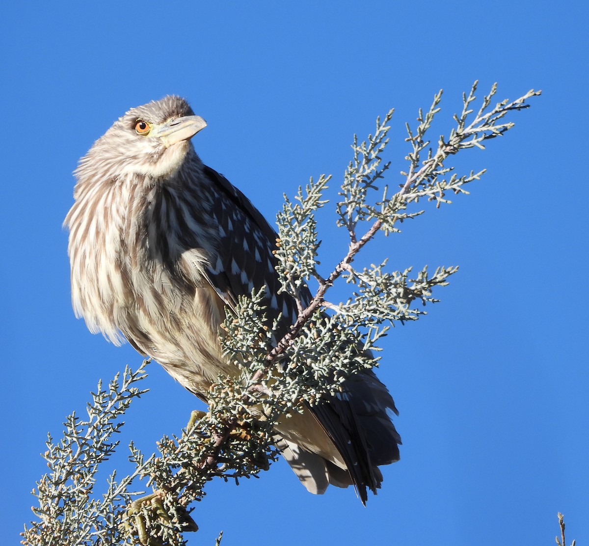 Black-crowned Night Heron - ML612361062