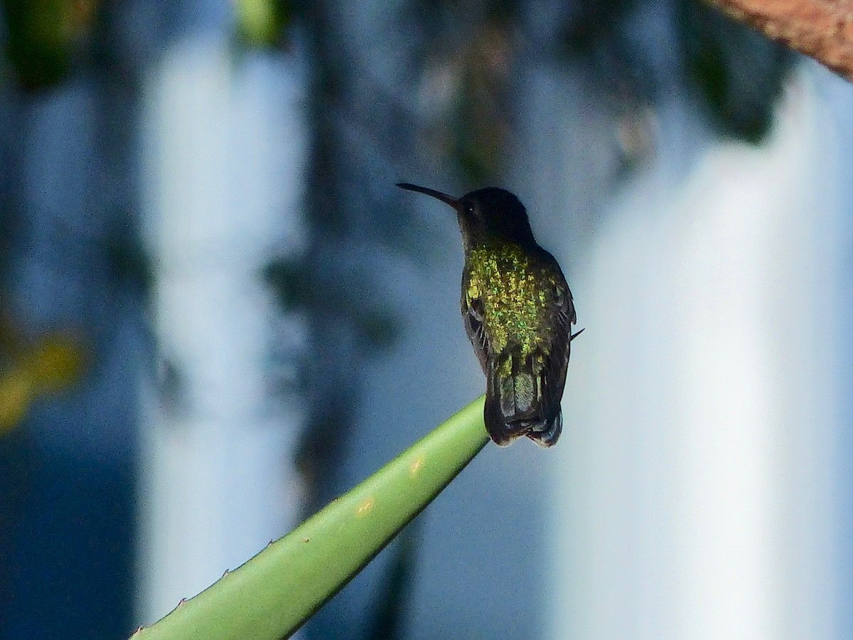 Tres Marias Hummingbird - Jenny Bowman