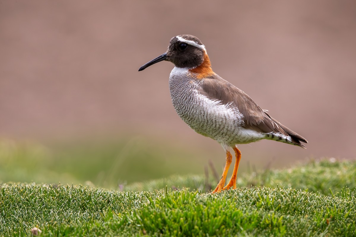 Diademed Sandpiper-Plover - Sergio Bitran