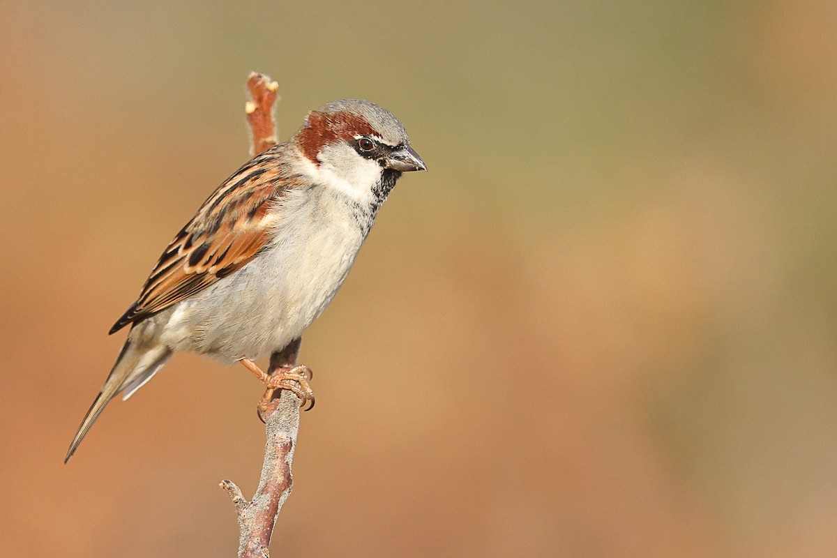 House Sparrow - ML612361476