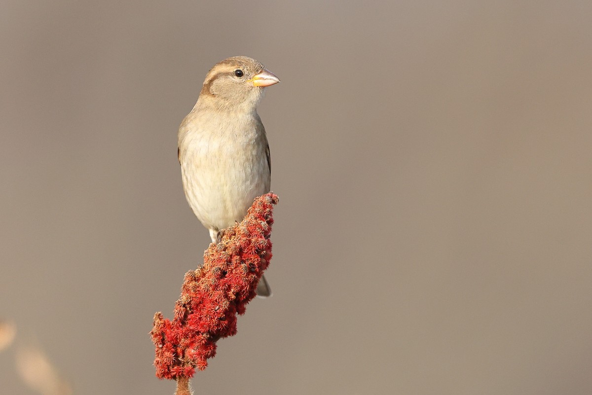 House Sparrow - Sam Zhang