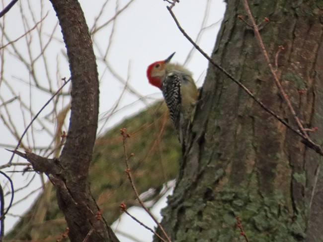 Red-bellied Woodpecker - ML612361492