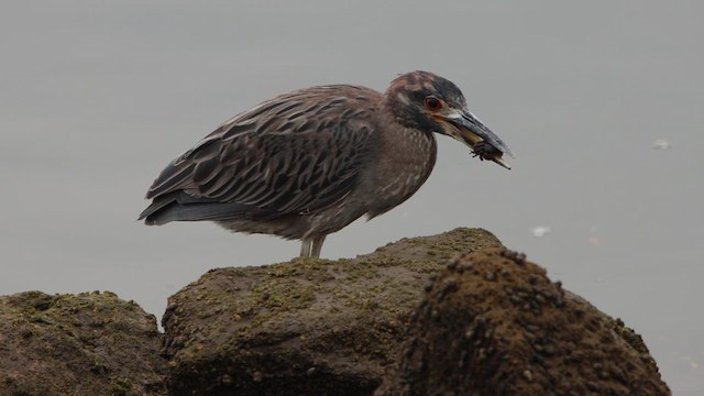 Yellow-crowned Night Heron - ML612361529