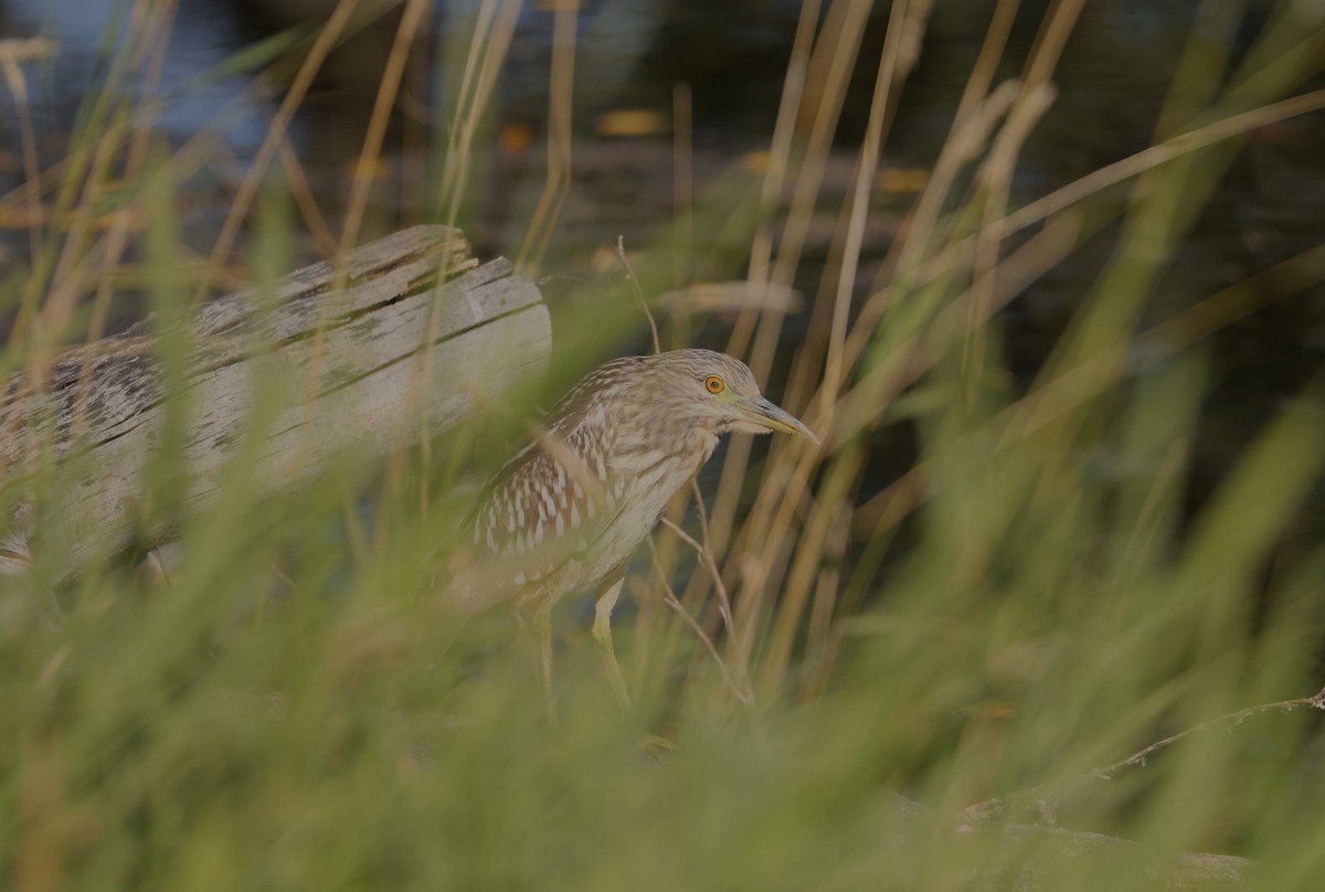 Black-crowned Night Heron - Allan Williams