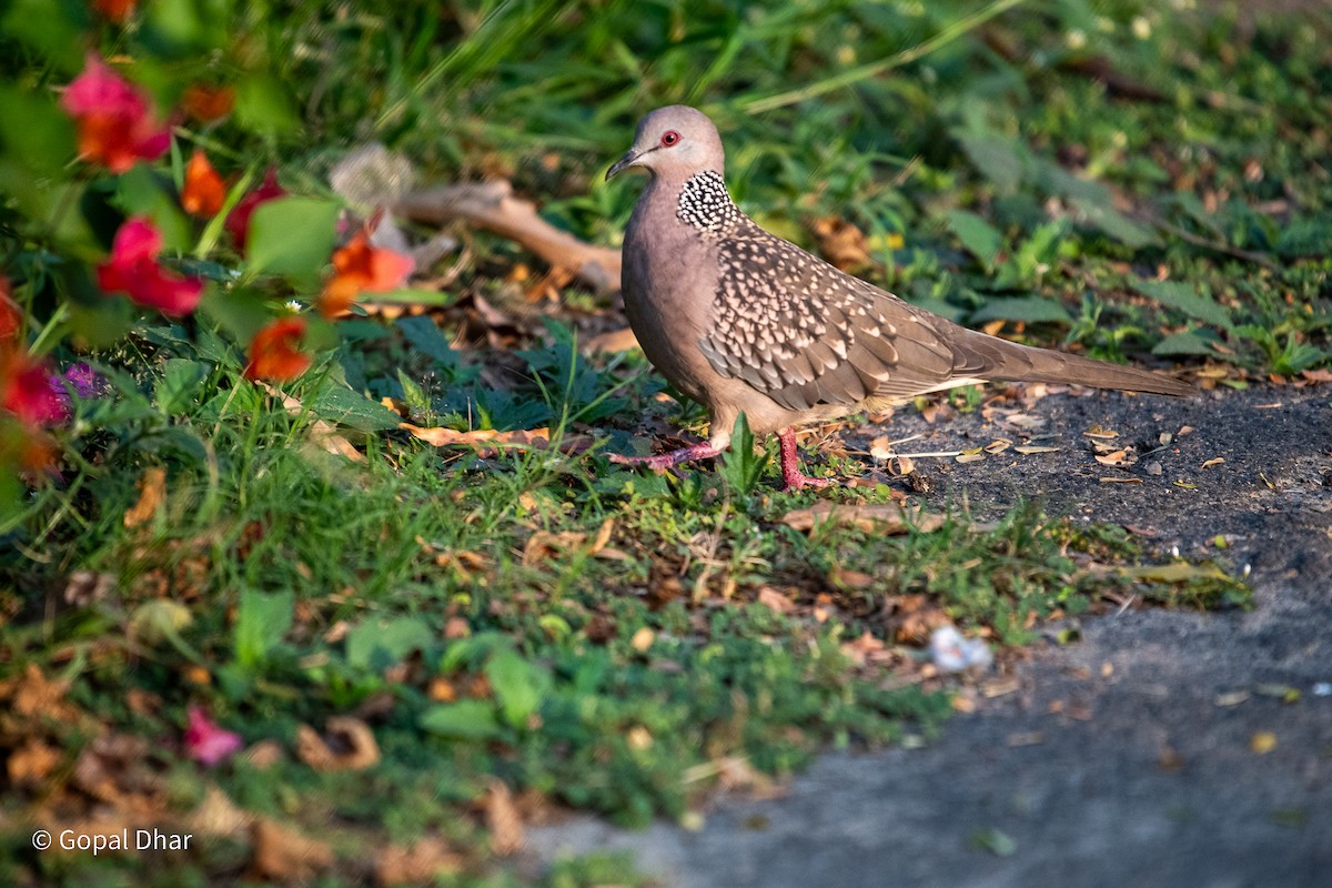 Spotted Dove - Gopal Dhar