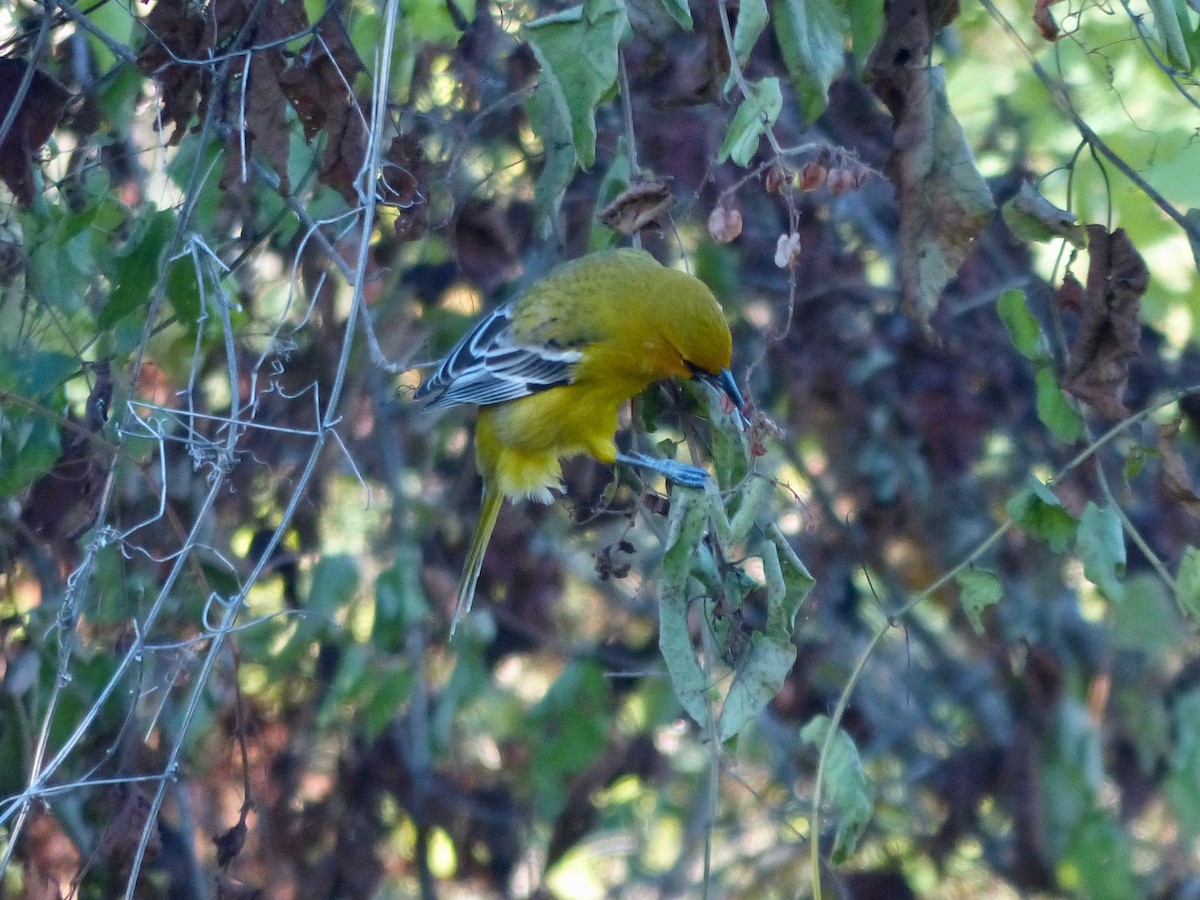 Streak-backed Oriole (Tres Marias Is.) - Jenny Bowman