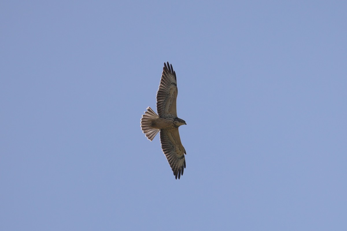 Swainson's Hawk - ML612361621