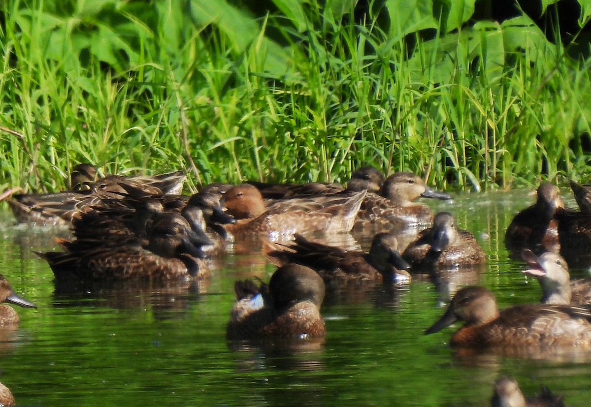 Cinnamon Teal - Mercedes Alpizar